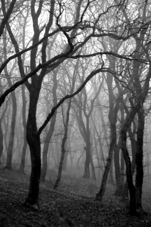 Grayscale Photo of a Foggy Forest 