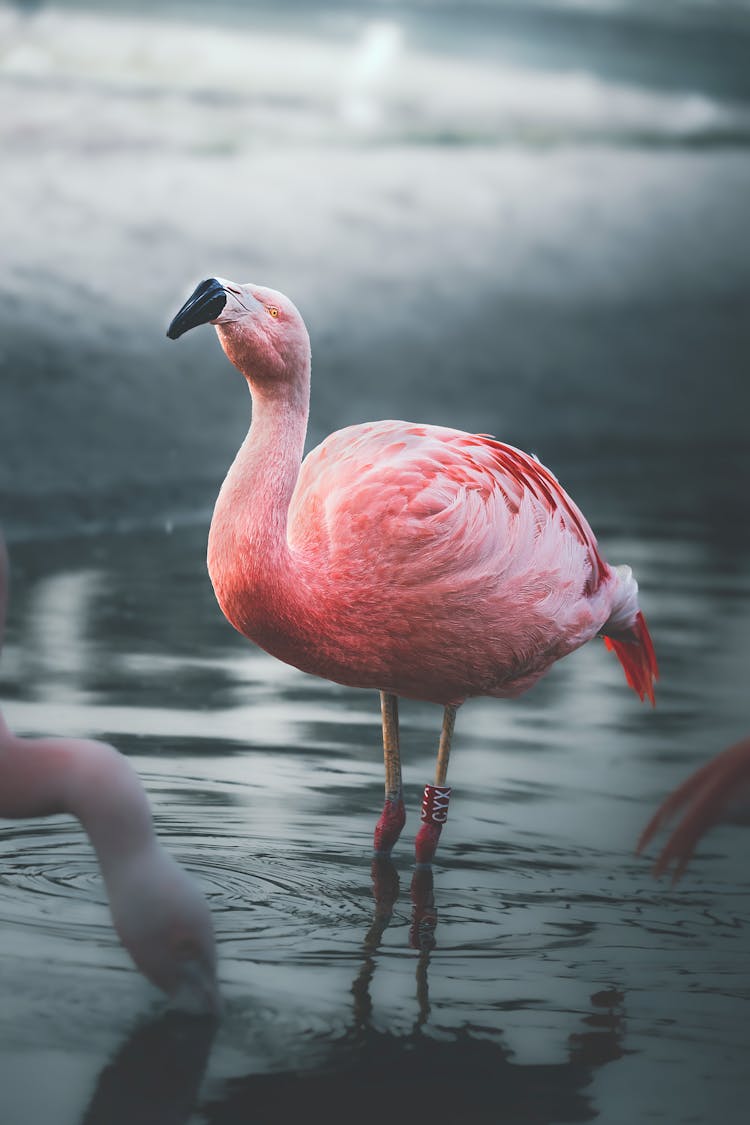 A Flamingo In The Water 