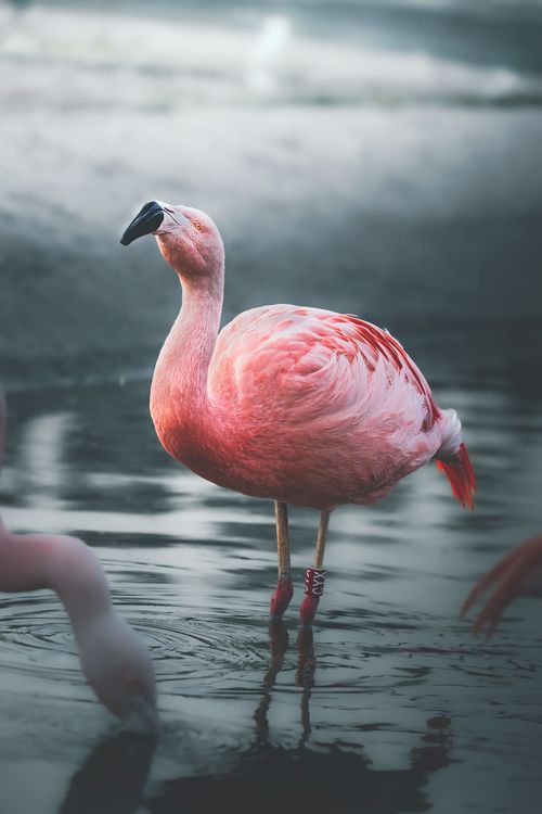 Free Exquisite Chilean flamingo wading in Santiago waters. Captivating close-up wildlife photograph. Stock Photo
