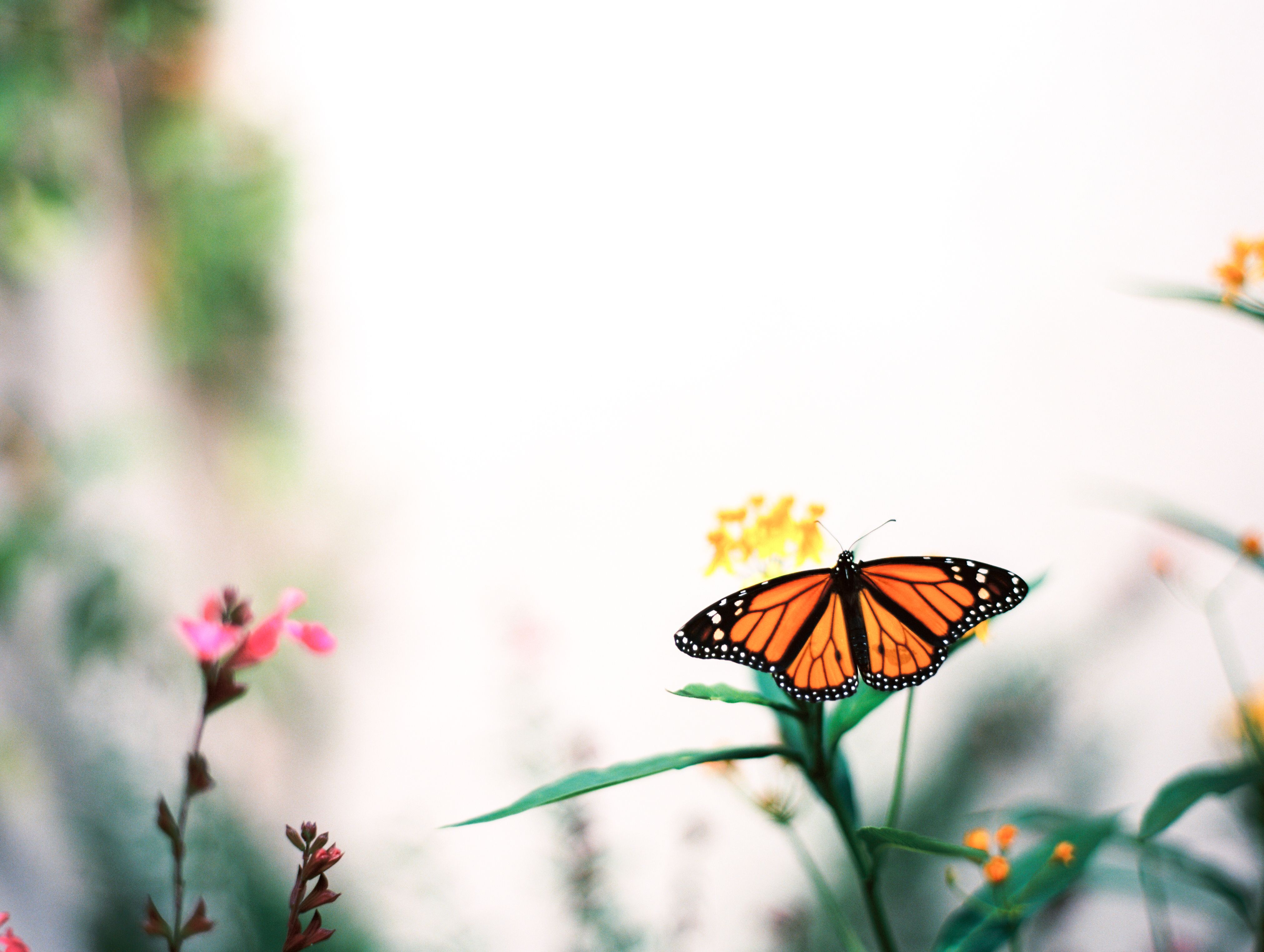Close-up of a monarch butterfly perched on a flower in a garden setting.
