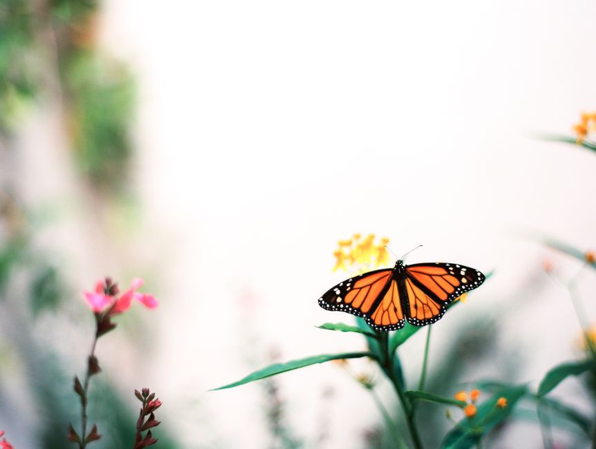 Close-up of a monarch butterfly perched on a flower in a garden setting.