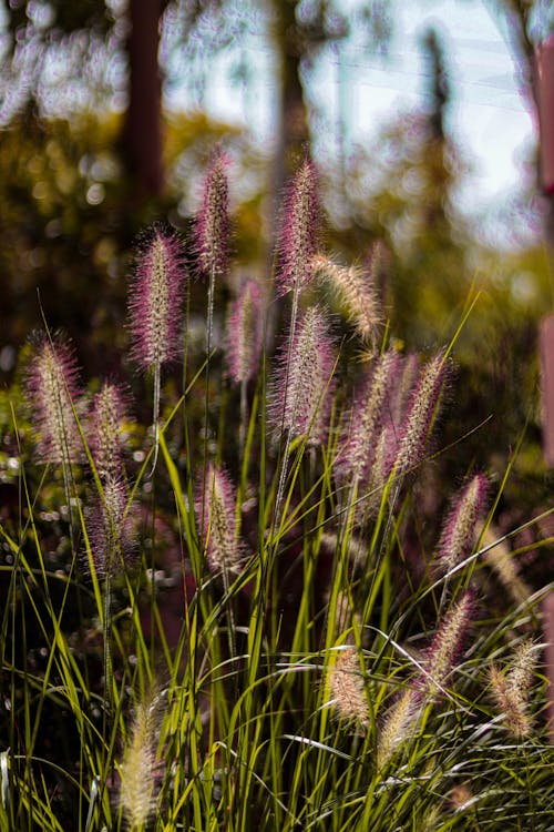 Shallow Focus Photo of a Blooming Foxtail Grass