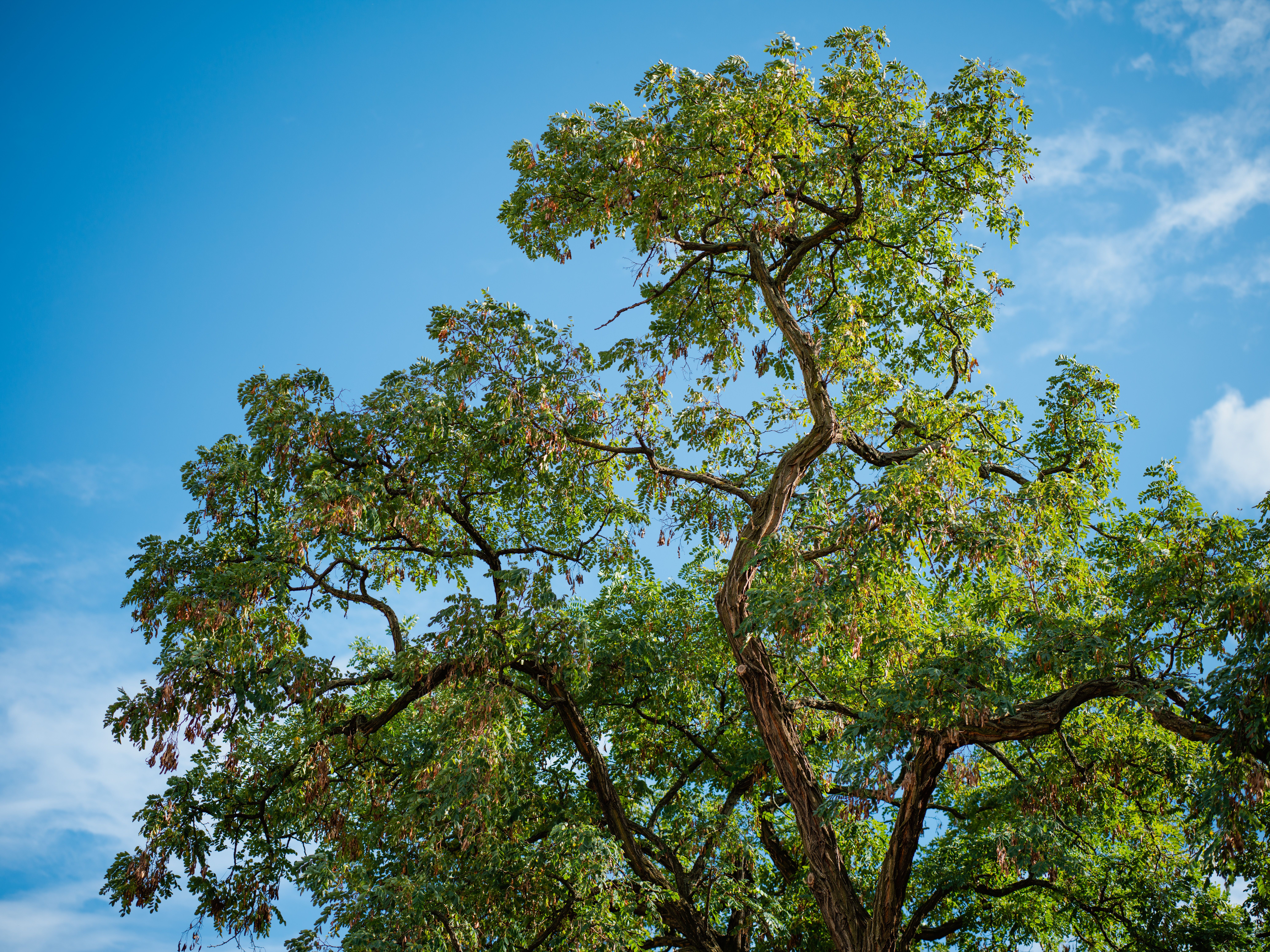 Green Tree Under the Blue Sky · Free Stock Photo