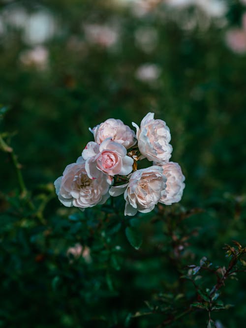 Gratis lagerfoto af blomster, blomsterfotografering, flora