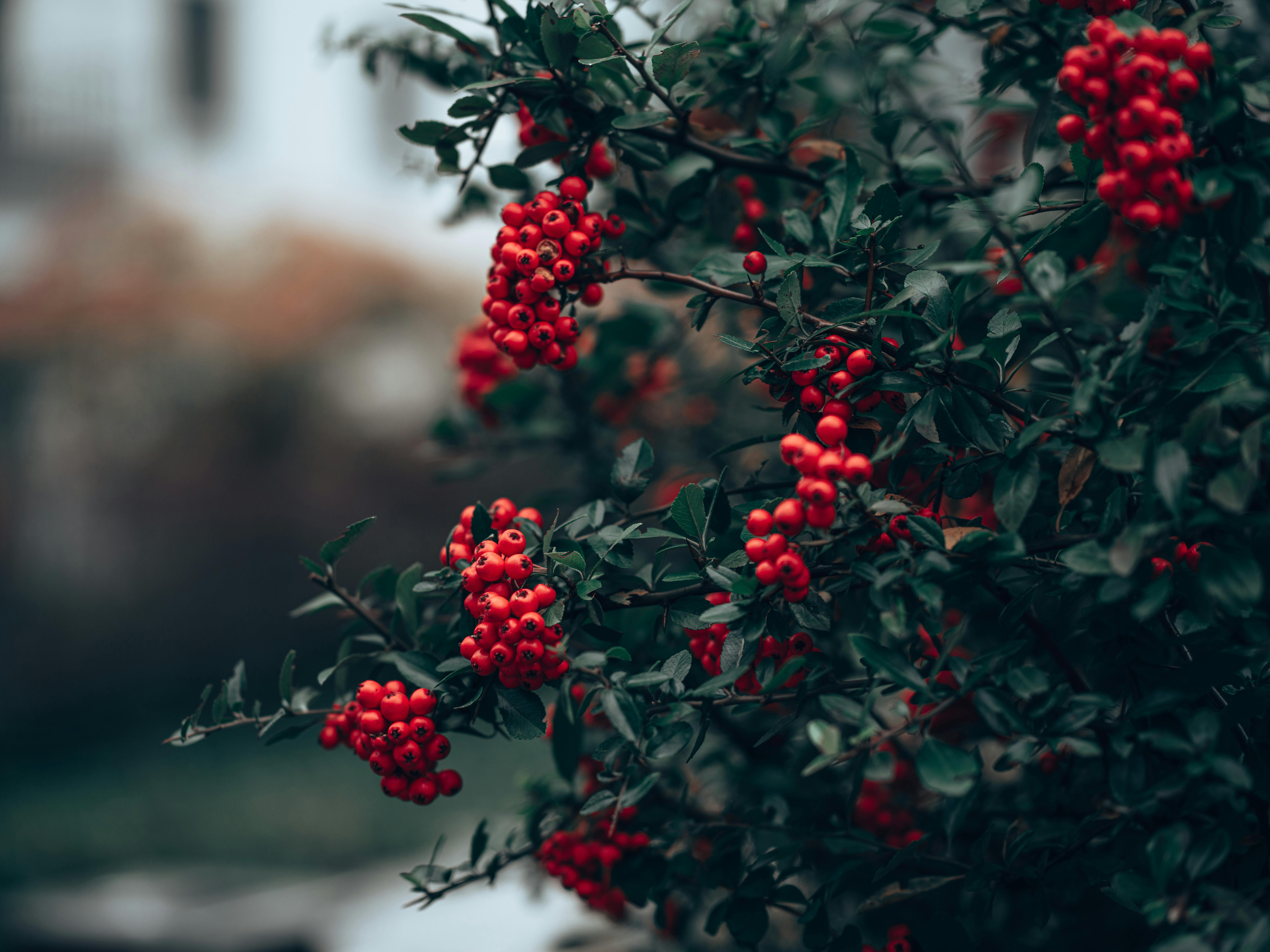 Detailed close-up of bright red holly berries amidst dark green leaves outdoors.