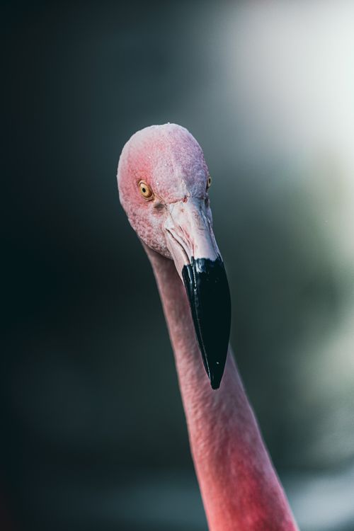 Free Beautiful close-up of a flamingo displaying its vibrant colors in a Chilean park. Stock Photo