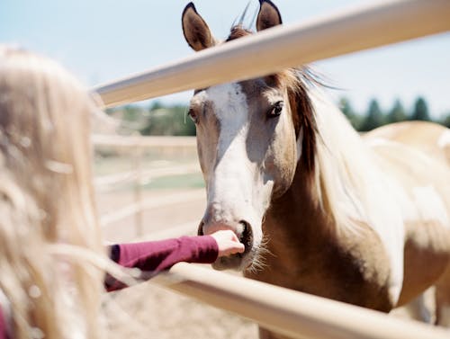 at, at çiftliği, çiftlik hayvanları içeren Ücretsiz stok fotoğraf