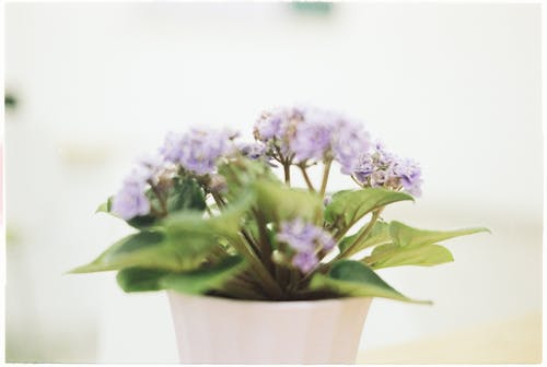 Purple Flowers in White Ceramic Vase