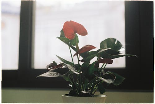 Ingyenes stockfotó ablak, ablakok, cserepes növény témában