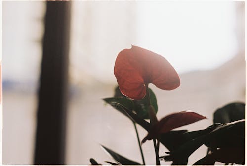 Imagine de stoc gratuită din delicat, floare, floră