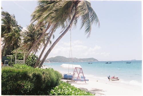 Free Photograph of Coconut Trees near the Sea Stock Photo