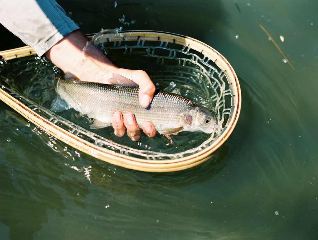 A fish cradled wet in a wooden landing net held down in the river to keep it submerged for release