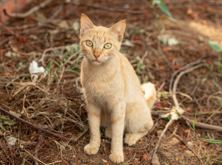 Close-Up Shot Of A Cat 