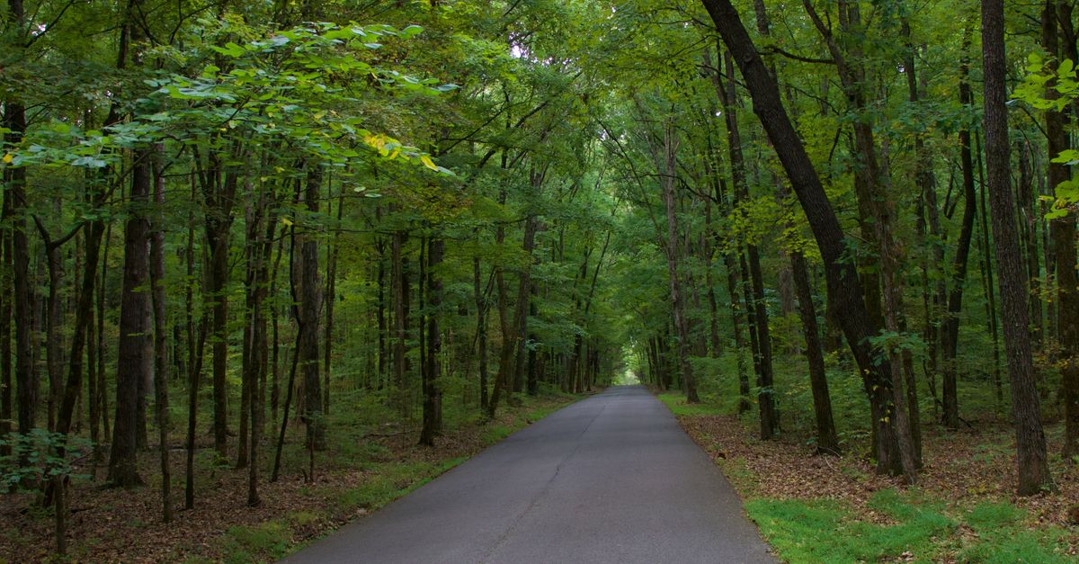 A peaceful road flanked by vibrant green trees stretches into the distance.