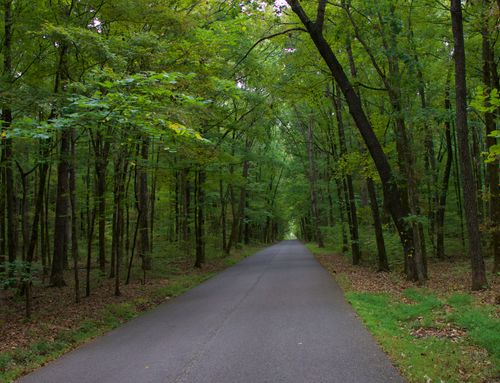 Free A peaceful road flanked by vibrant green trees stretches into the distance. Stock Photo