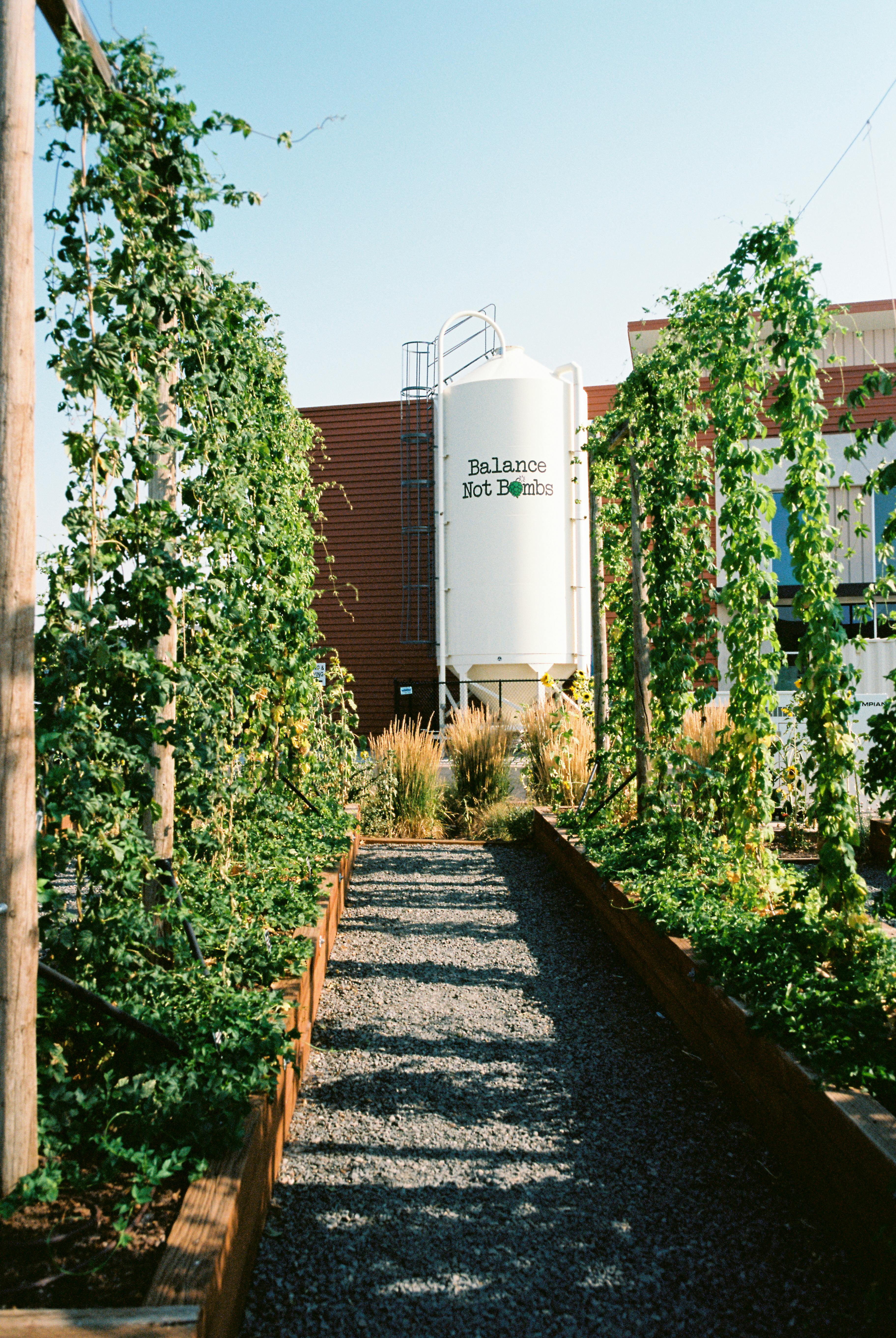 A row of plants growing next to a building with a silo in the background.