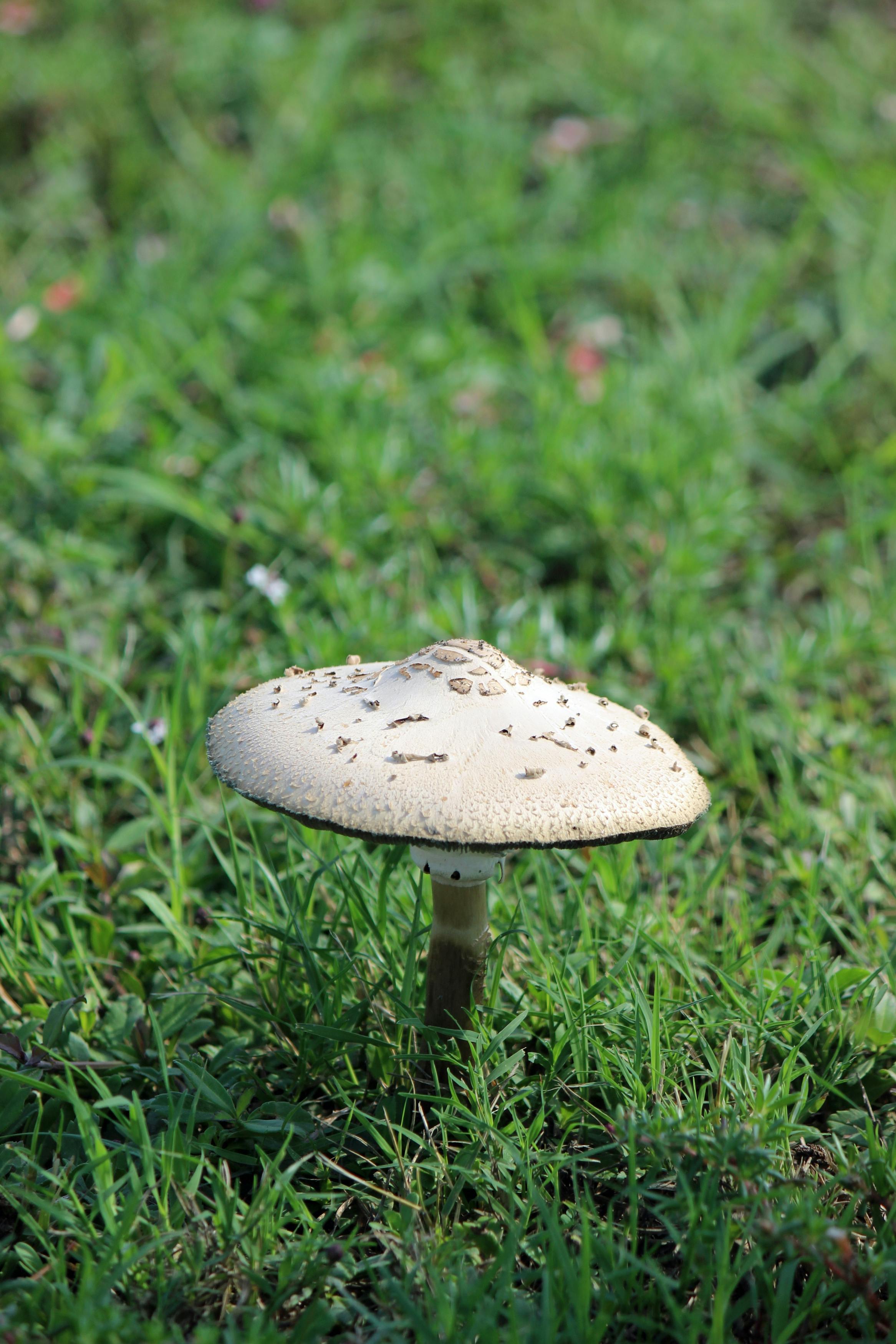 A detailed close-up of a mushroom growing in a grassy lawn in Fulton, Texas.