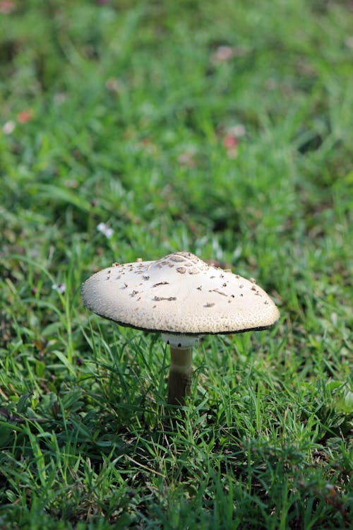 Mushroom on the Grass 