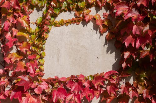 Red and Green Leaves on Concrete Wall