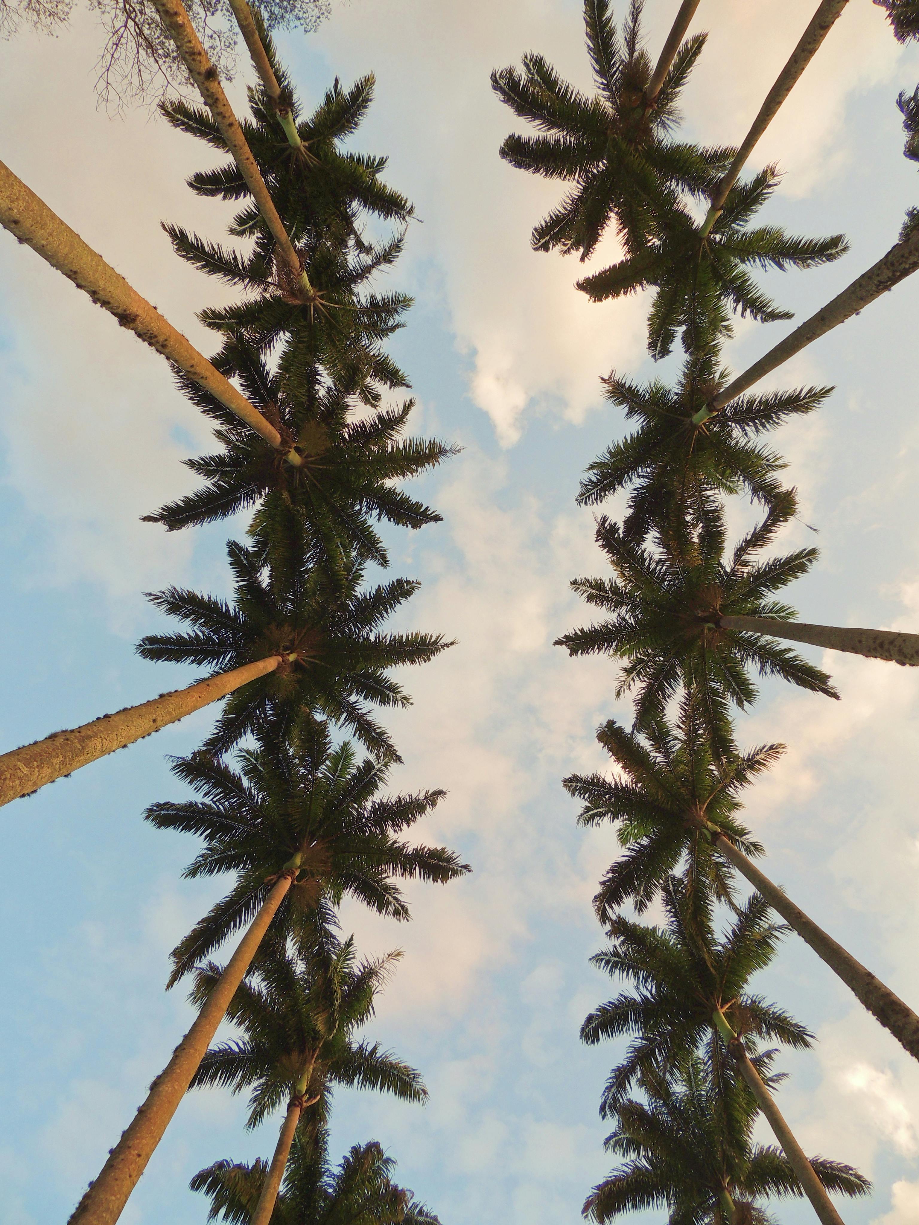 low angle shot of palm trees