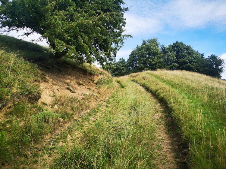 Green Grass Field Trail On Hill