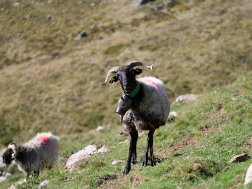White and Gray Sheep on Green Grass