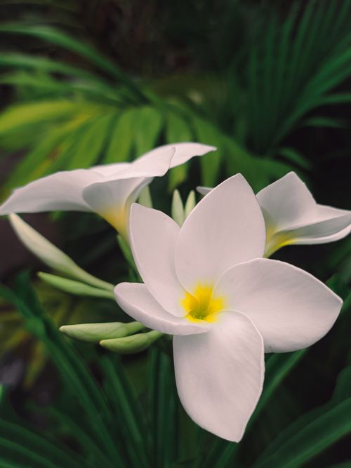 Free Beautiful white frangipani blooms with lush green leaves in a serene setting. Stock Photo
