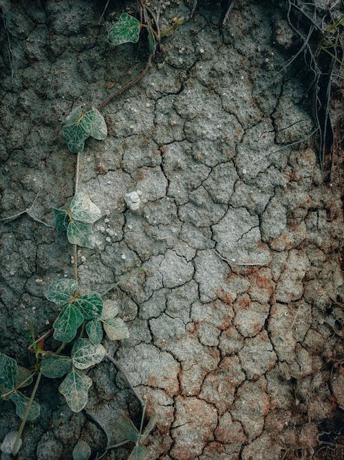 가뭄, 거친, 균열의 무료 스톡 사진