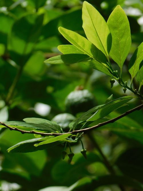 Free Close-up of lush green foliage with smooth leaves and buds in a natural setting. Stock Photo