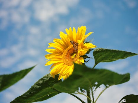 A bright sunflower with a butterfly under a clear blue sky, capturing the essence of summer.