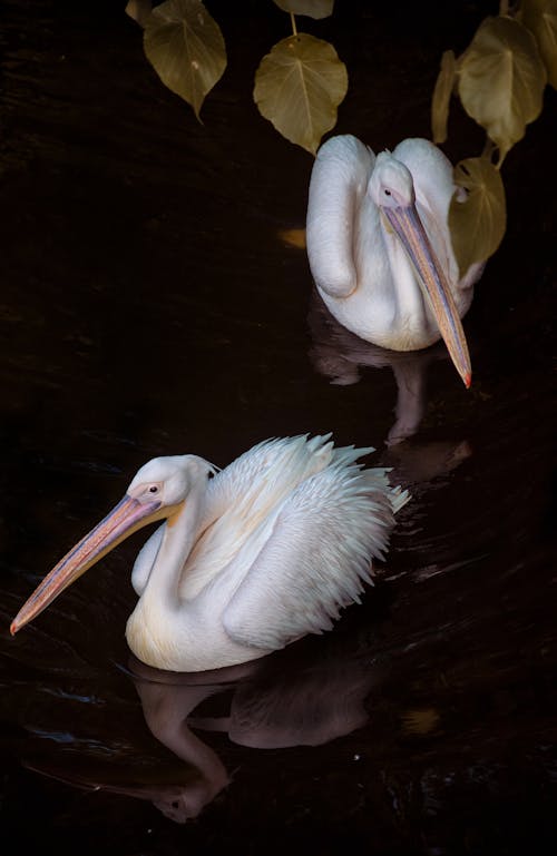 White Pelican on Body of Water