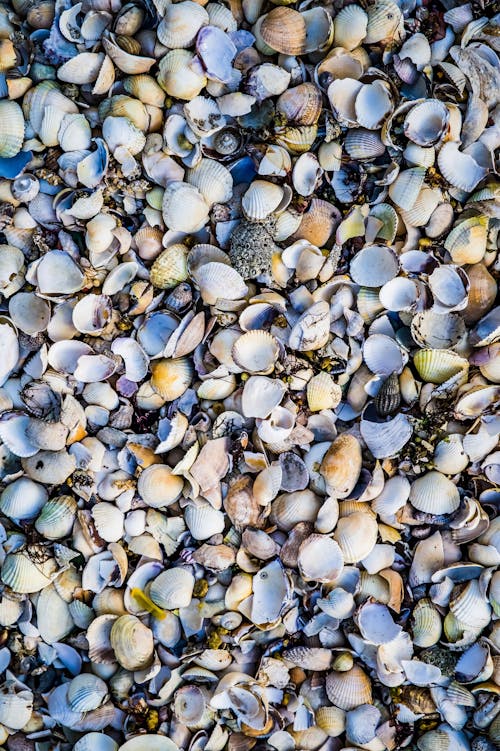 Photo of Seashells