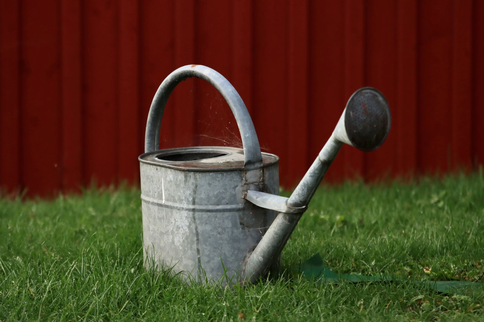 A galvanised watering can on the grass in front of a red wooden wall