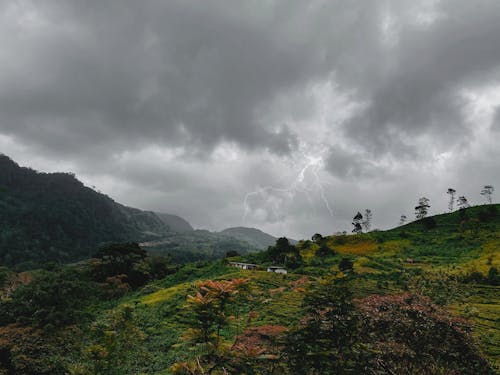 Foto profissional grátis de chá, natureza, tiro dinâmico