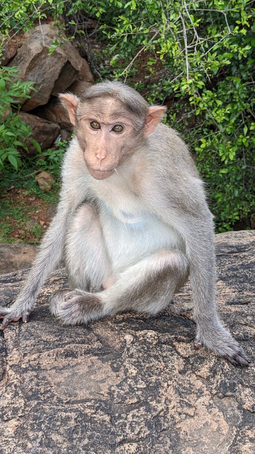 Kostenloses Stock Foto zu affe sitzend, baby-affe, dia do greenpeace