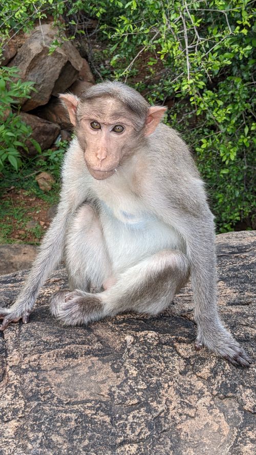 Free stock photo of above mountain, awesome climate, baby monkey Stock Photo