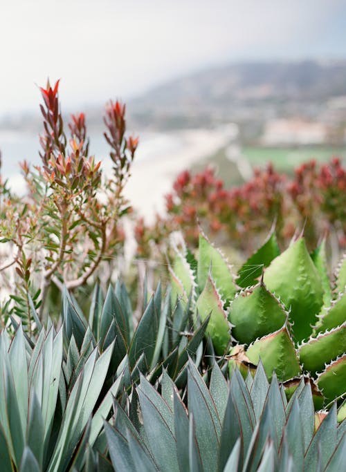 Darmowe zdjęcie z galerii z agawa, aloes, caules espinhosos