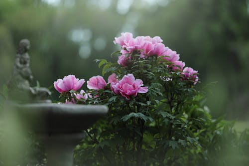 セレクティブフォーカス, ピンクの花, 像の無料の写真素材