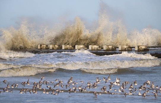 Flock of Birds Flying over the River