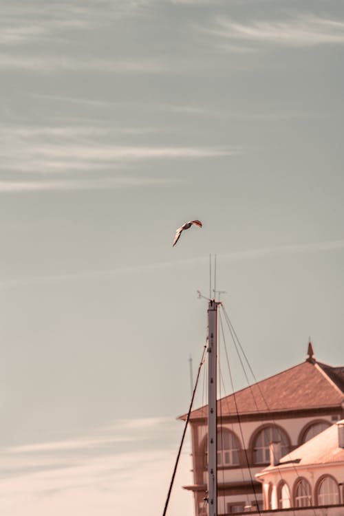 Darmowe zdjęcie z galerii z latać, pióra, ptaki