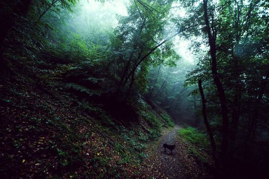 A serene forest pathway in Prague, shrouded in mist and featuring a lone dog.