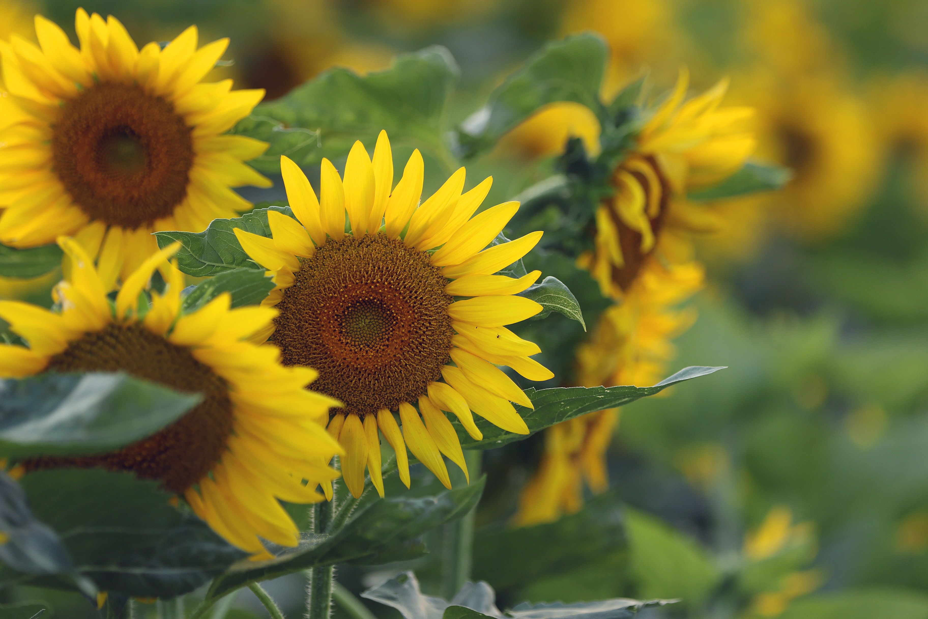 Sunflowers in Close Up Photography · Free Stock Photo