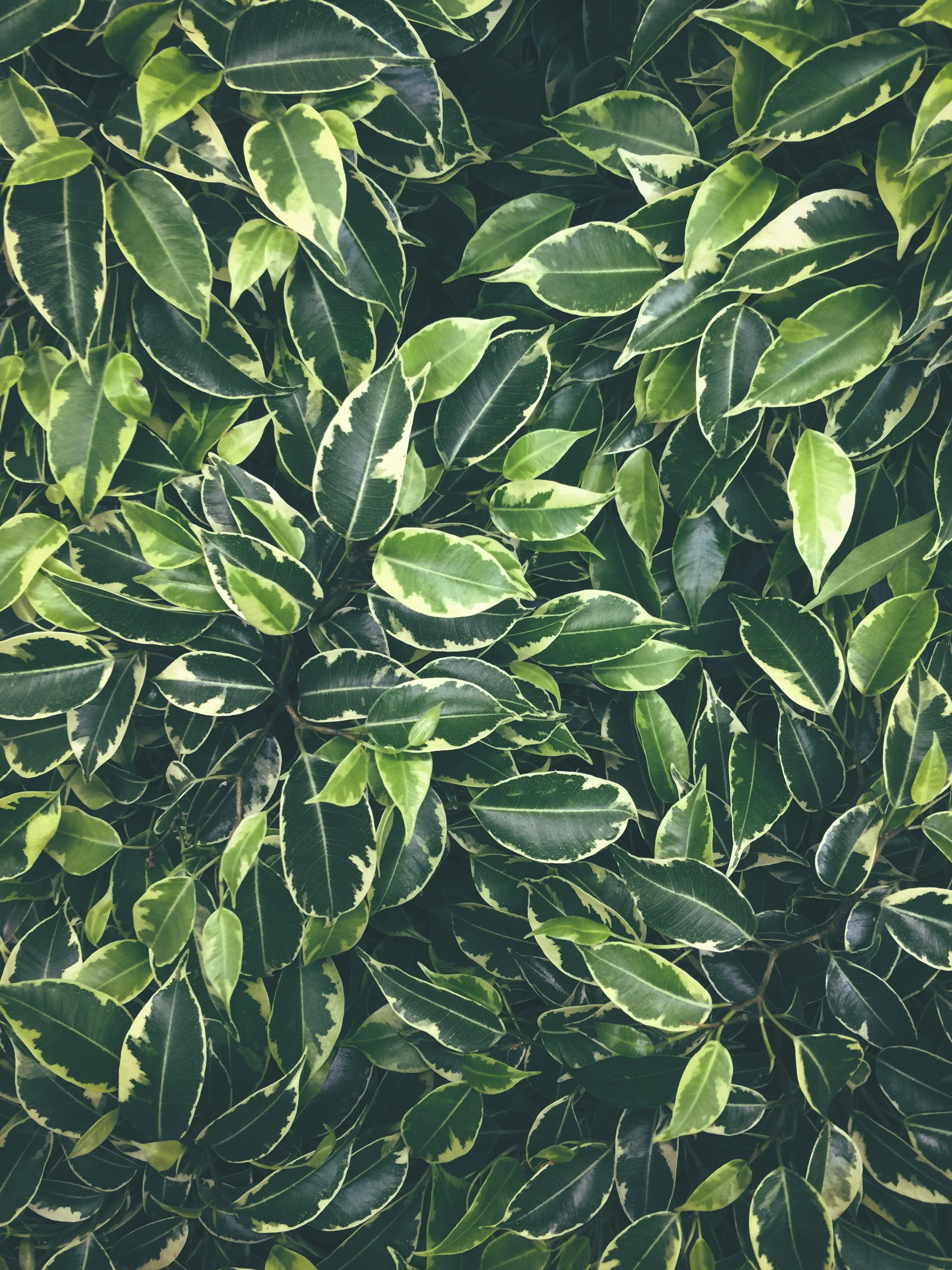 HD wallpaper: leaves, plant, green, bush, branches | Wallpaper Flare