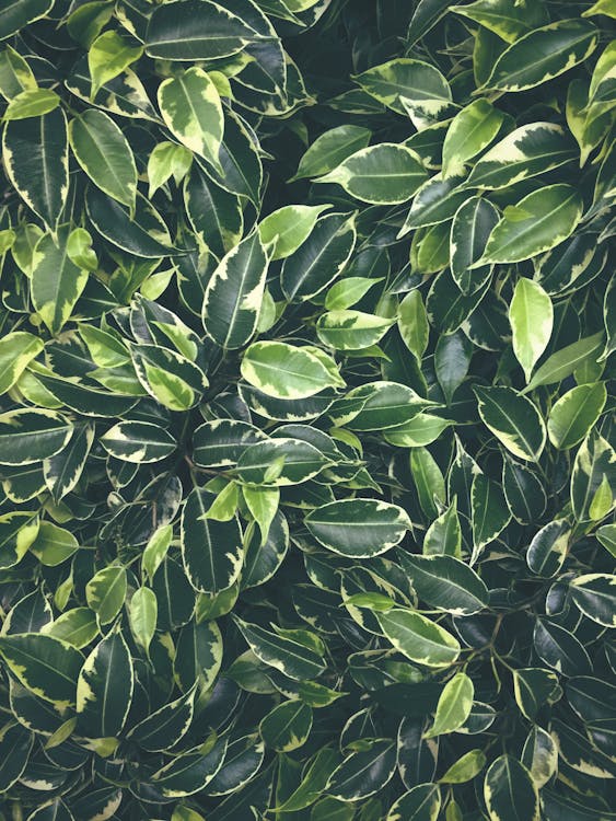 Green Leaves