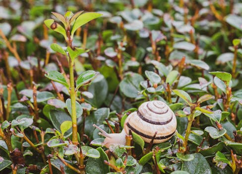 A close-up of a snail crawling over lush green leaves in a garden setting after rain.
