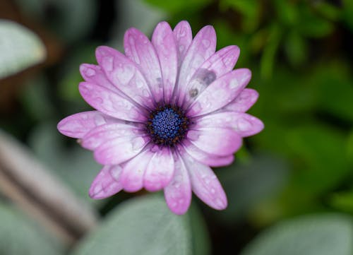 Close-up of a Purple Cape Marguerite Flower