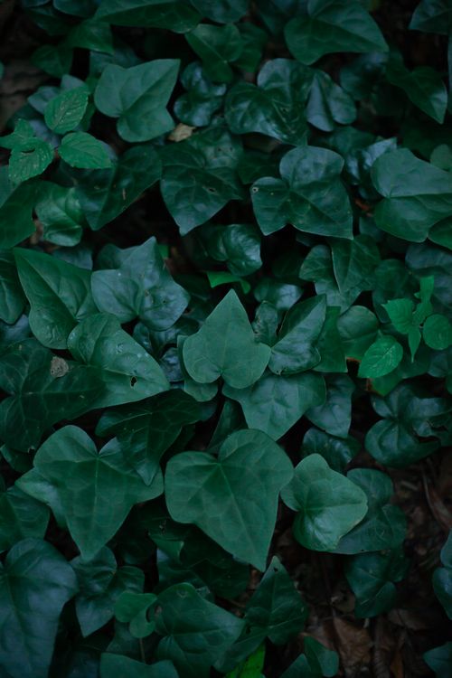 Free Close-up of deep green ivy leaves creating a natural texture. Stock Photo