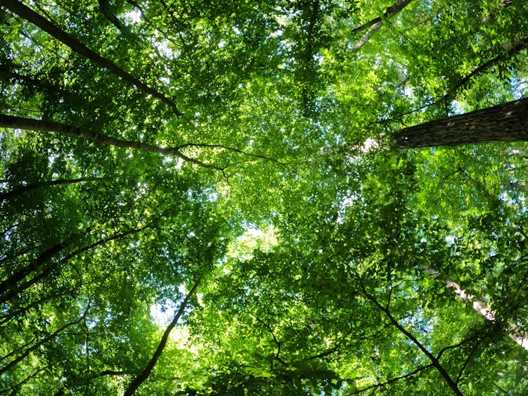 Low Angle Shot Of Forest Trees 