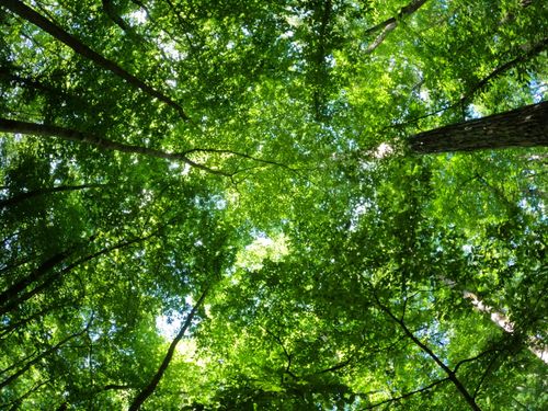 Free A stunning low angle shot of a vibrant, sunlit forest canopy with dense green leaves. Stock Photo
