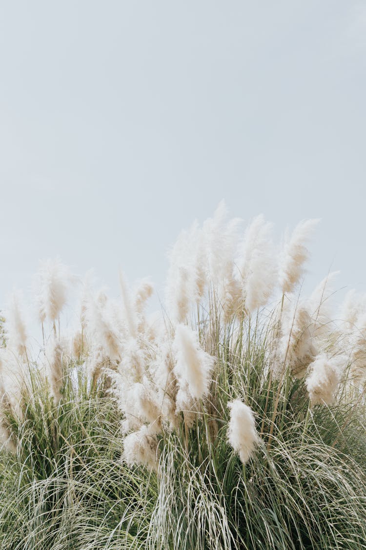 Close-up Photo Of Pampas Grass 